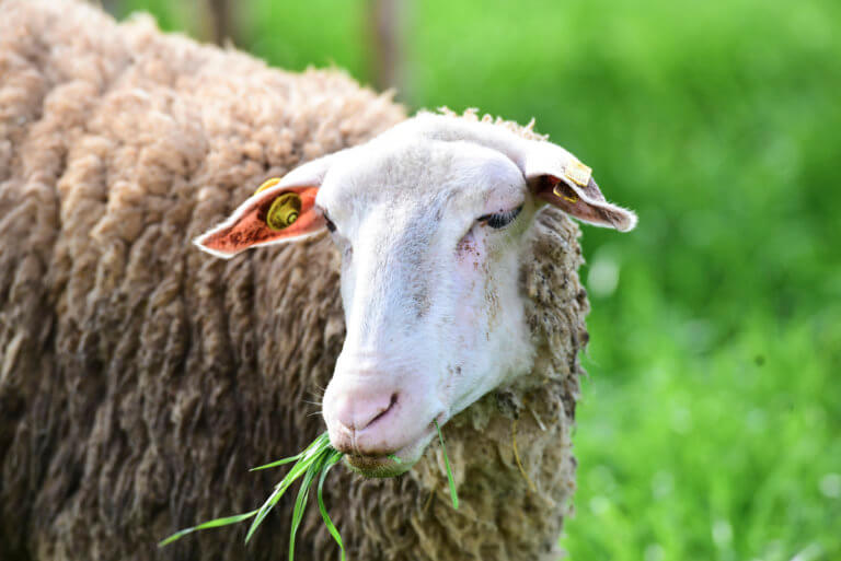 Ηράκλειο: Ζωοκλέφτες άρπαξαν ολόκληρο κοπάδι με 61 πρόβατα