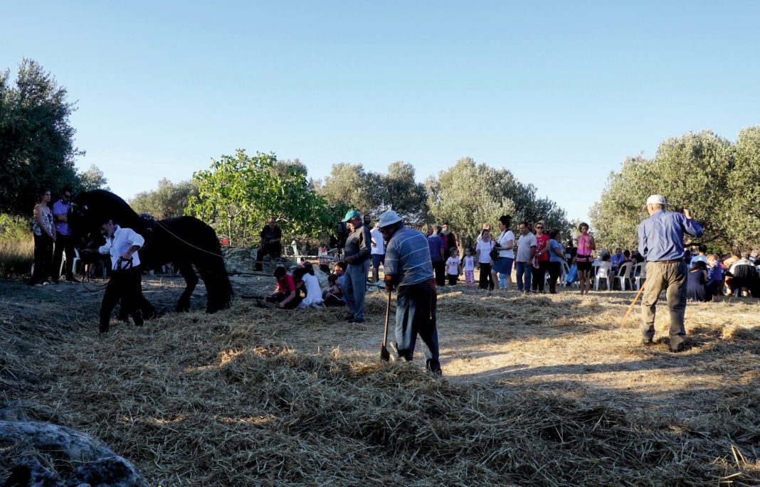 Παραδοσιακό αλώνισμα στη Μονή