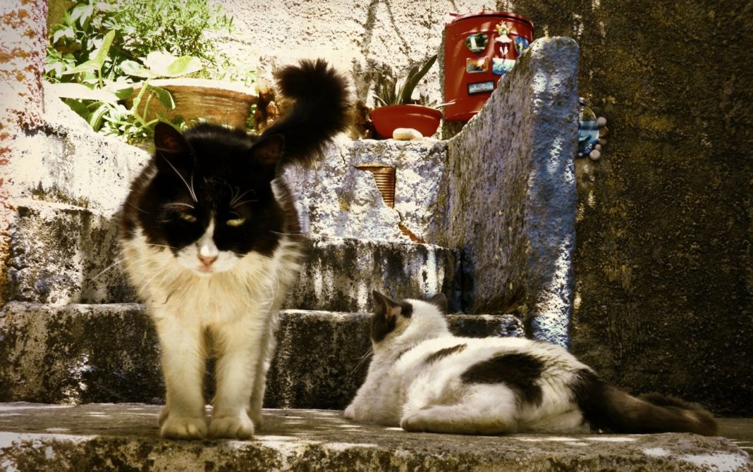 Κρήτη: Χειροπέδες σε γυναίκα που πουλούσε γάτες