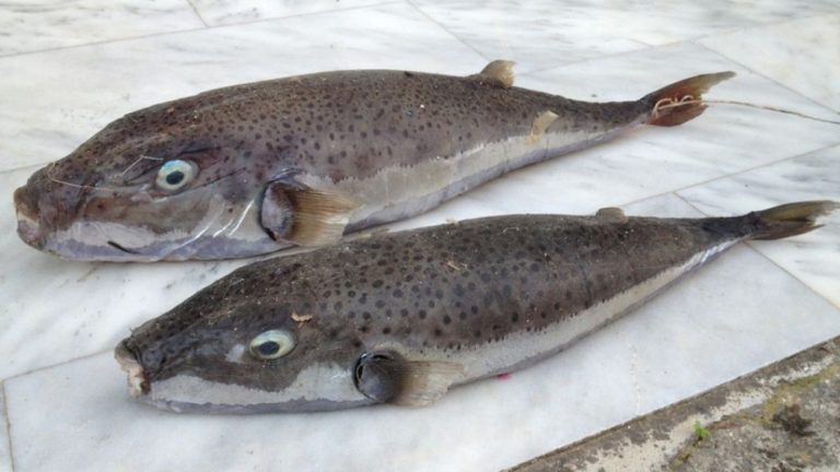 Αντιπεριφερειάρχης Λασιθίου: Ο λαγοκέφαλος εξαφανίζει πληθυσμούς ψαριών νότια του νησιού