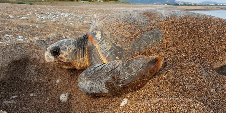 Χελώνα καρέτα-καρέτα ξεβράστηκε σε παραλία της Κρήτης
