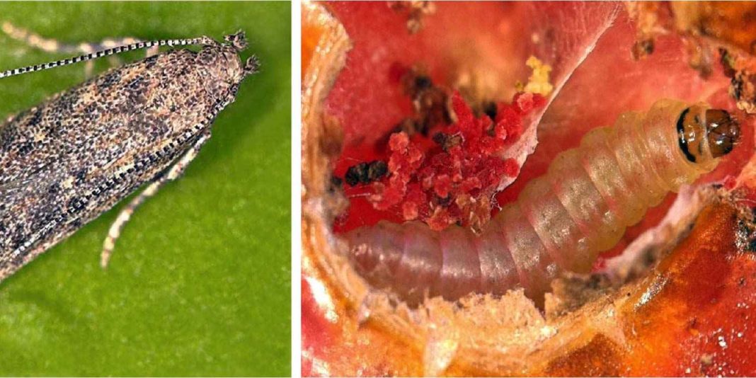 Πεταλούδα μεταλλάχθηκε, έγινε ανθεκτική στα φυτοφάρμακα και καταστρέφει τις ντομάτες