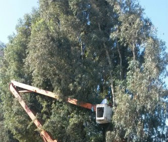 Εργασίες καλλωπισμού και κλαδέματος δέντρων από τον Δήμο Χανίων
