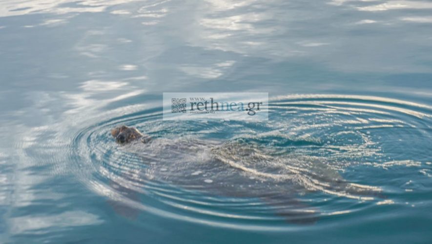 Μια χελώνα Caretta-Caretta στην μαρίνα Ρεθύμνου και νεκρά ψάρια στην παραλία (εικόνες-βίντεο)