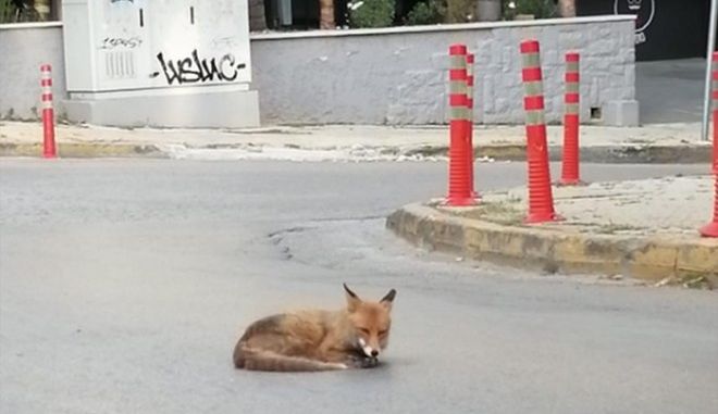 Αλεπού λιάζεται στη μέση του δρόμου