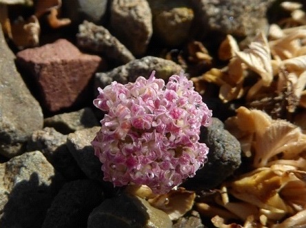 Χρηματοδότηση για την προστασία σπάνιου ενδημικού φυτού στον Ψηλορείτη
