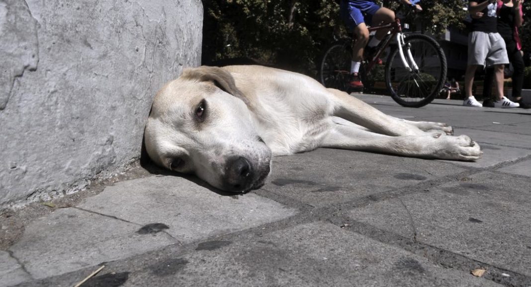 Νέο περιστατικό θανάσιμου βασανισμού ζώου - Σκυλίτσα βρέθηκε νεκρή από πυροβολισμό