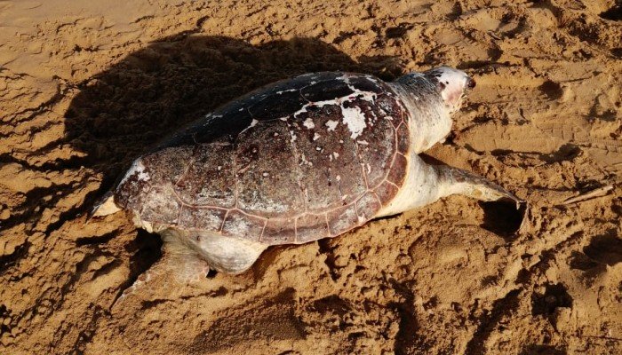 Η θάλασσα ξέβρασε στην ακτή μία νεκρή θαλάσσια χελώνα