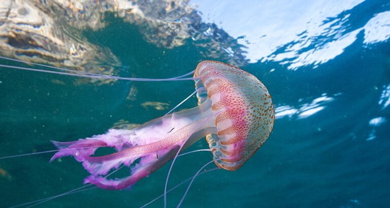 Οι «τσούχτρες του Κορινθιακού» εμφανίστηκαν σε παραλίες της Κρήτης