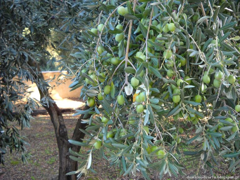 Καθαρά από γλοιοσπόριο τα ελαιόδεντρα της Κρήτης