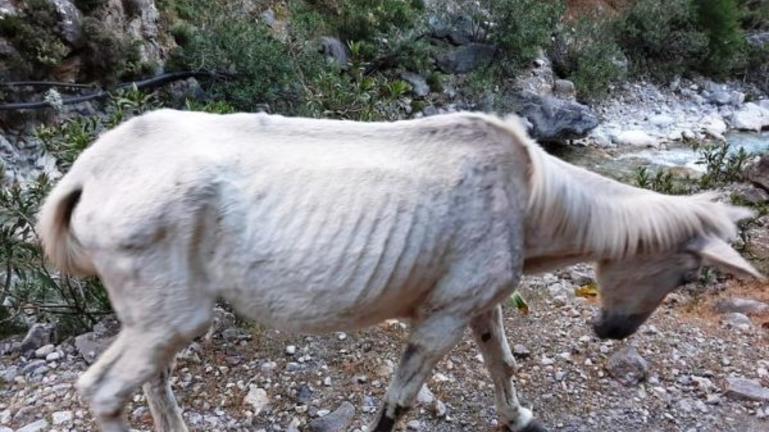 Η Αποκεντρωμένη Διοίκηση απαντά για τα ταλαιπωρημένα ζώα στο Φαράγγι της Σαμαριάς
