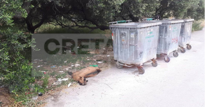Απίστευτη εικόνα μέσα στο Ηράκλειο: «Πέταξαν» κατσίκα στα σκουπίδια