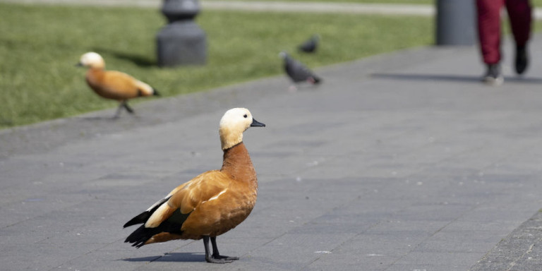 Ρωσία: Περιπολικό συνοδεύει… πάπιες και διακόπτει την κυκλοφορία(βίντεο)