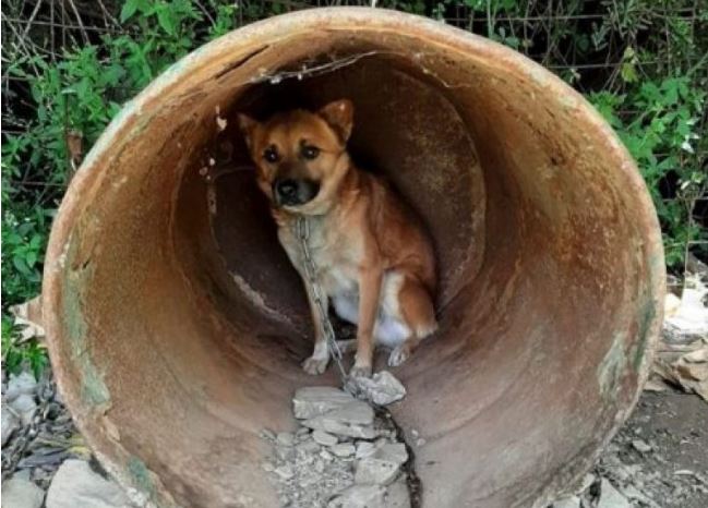 skili Εικόνες ντροπής στην Κρήτη: 17 αλυσοδεμένα σκυλιά αργοπέθαιναν σε παράνομο εκτροφείο