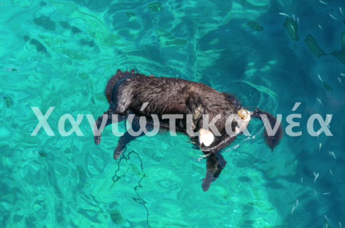 Κρήτη: Έδεσαν σκύλο σε πέτρα και τον πέταξαν στη θάλασσα!