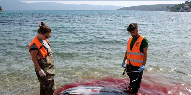 Μαζικές δολοφονίες θαλάσσιων θηλαστικών στα Δωδεκάνησα -Αποκαρδιωτικές εικόνες