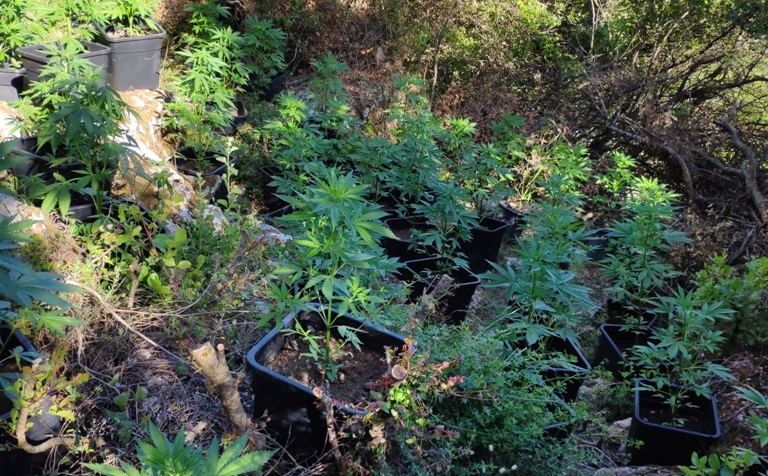 Κρήτη: Βρήκαν τη φυτεία κάνναβης, ψάχνουν τους καλλιεργητές