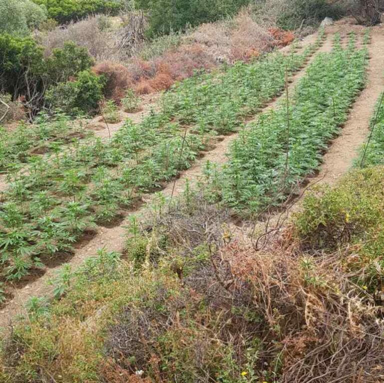 Κρήτη: Χιλιάδες δενδρύλλια κάνναβης εντόπισε το ελικόπτερο της ΕΛ.ΑΣ.