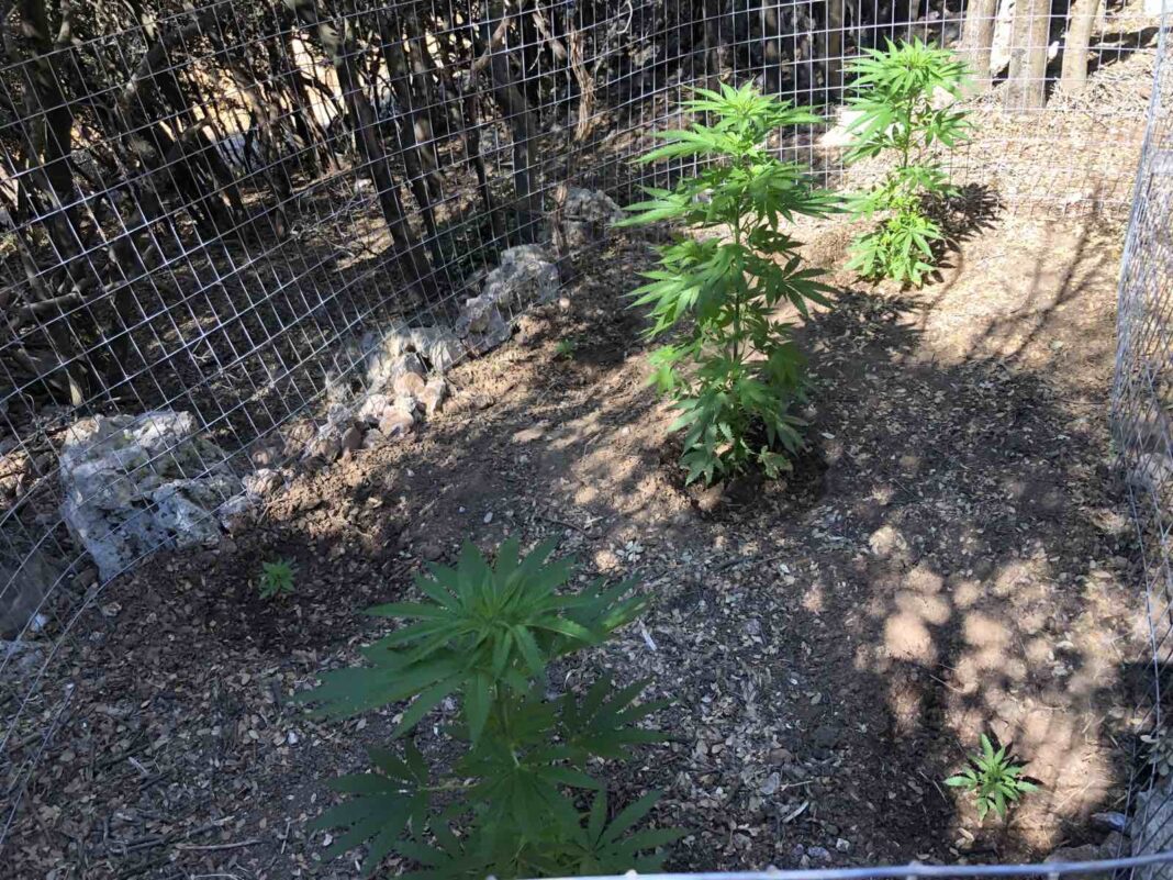 Κρήτη:«Ξετρύπωσαν» φυτεία κάνναβης – Χειροπέδες στον καλλιεργητή (εικόνες)