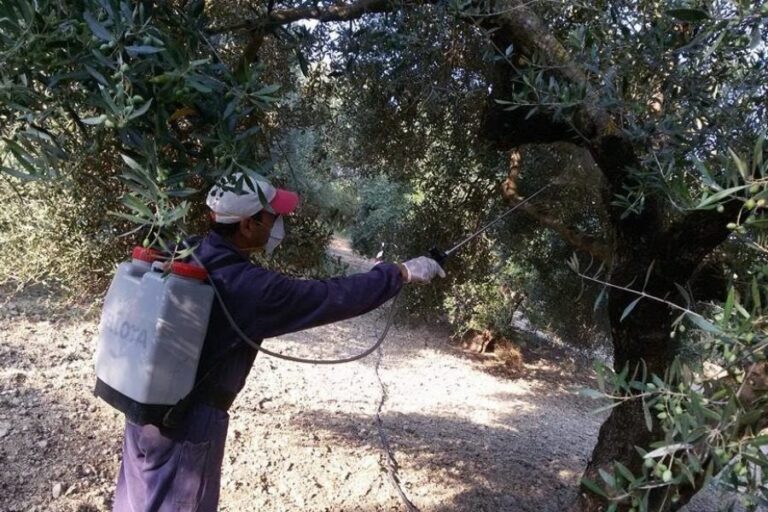 Η πορεία του προγράμματος δακοκτονίας στην Π.Ε Χανίων