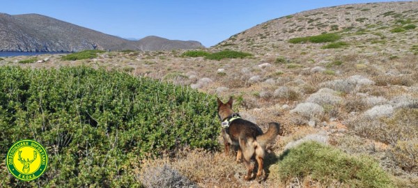 Κρήτη: Κυνηγούσαν παράνομα με δηλητηριασμένα δολώματα