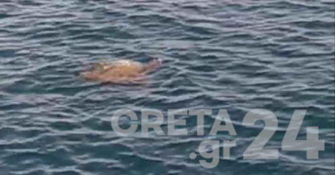 Ηράκλειο: Θαλάσσια χελώνα έκλεψε την παράσταση στο λιμάνι! (εικόνες)