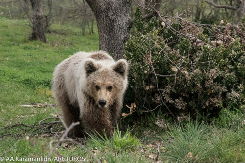 Καστοριά: Αίσιο τέλος για αρκουδάκι που εγκλωβίστηκε σε αγροικία -Το καταδίωξε αγέλη σκύλων
