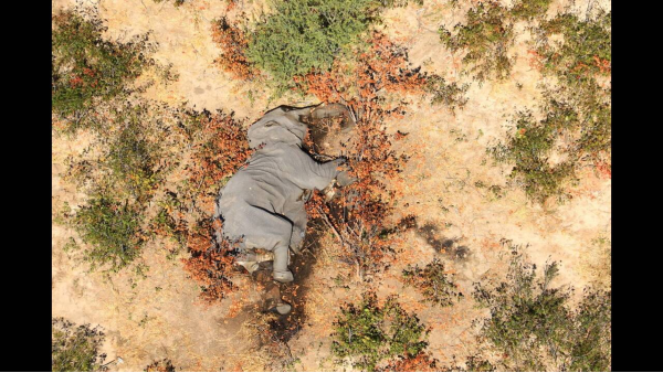 Μποτσουάνα: Συγκλονίζουν οι εικόνες με τους εκατοντάδες νεκρούς ελέφαντες