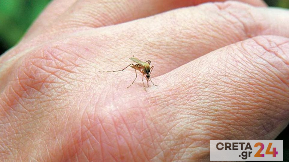 Επιστήμονες… χάκαραν με «θαυματουργό» βακτήριο κουνούπια για να αντιμετωπίσουν τον δάγκειο πυρετό