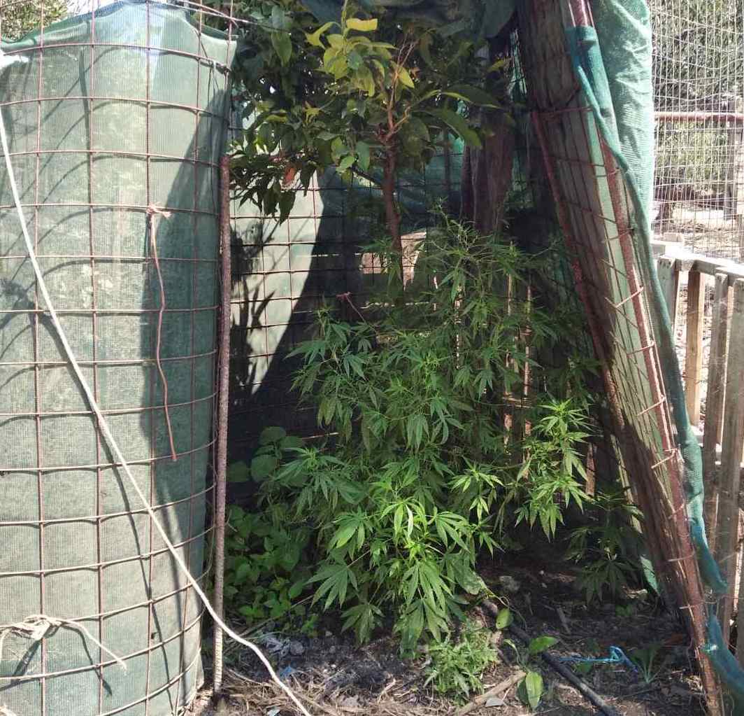 Κρήτη: «Ξετρύπωσαν» φυτεία κάνναβης – Χειροπέδες στον καλλιεργητή (εικόνες)