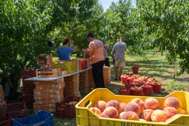 Παρατείνεται έως και τρεις μήνες η άδεια παραμονής των αλλοδαπών εργατών γης