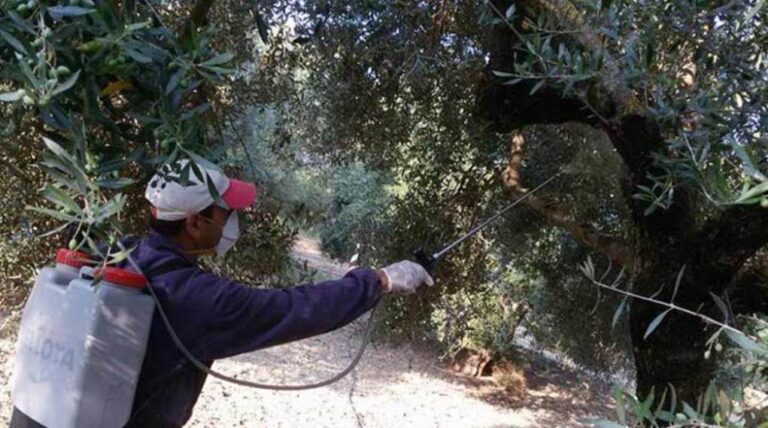 Ψεκασμοί δακοκτονίας στην Π.Ε. Ηρακλείου