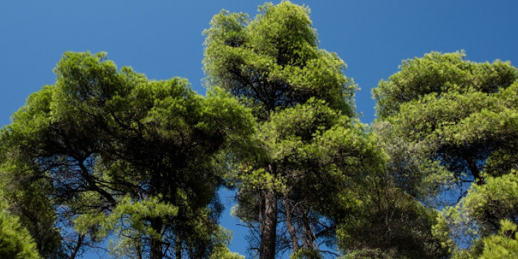 Απαγόρευση κυκλοφορίας σε δάση της Κρήτης