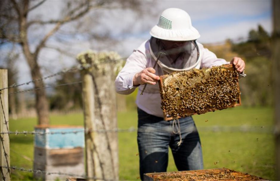 Την οικονομική ενίσχυση των μελισσοπαραγωγών της Κρήτης που έχουν πληγεί από τον κορωνοϊό ζητά ο Μ. Χνάρης