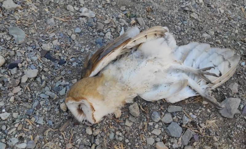 Δεν σταματούν να δηλητηριάζουν τα άγρια πτηνά της Κρήτης – Τρία περιστατικά σε ένα μήνα
