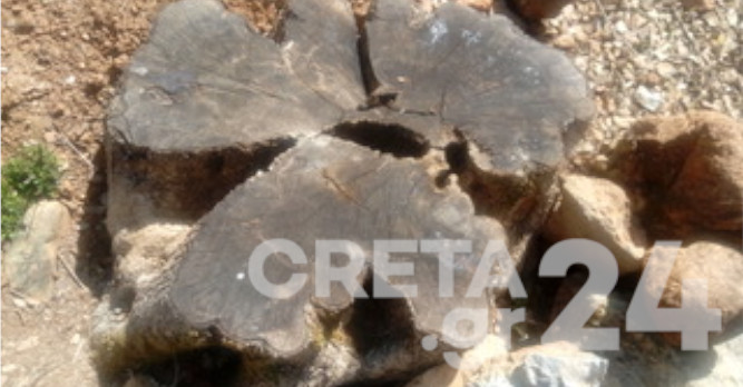 Κρήτη: Έκοψαν υπεραιωνόβια ελιά – Θλίψη και οργή στο χωριό, δίνουν αμοιβή για να βρουν τους δράστες