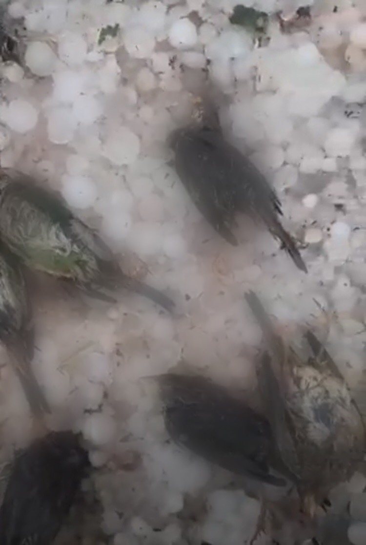 Ηράκλειο: Δεκάδες νεκρά πουλιά μετά την έντονη χαλαζόπτωση (βίντεο)