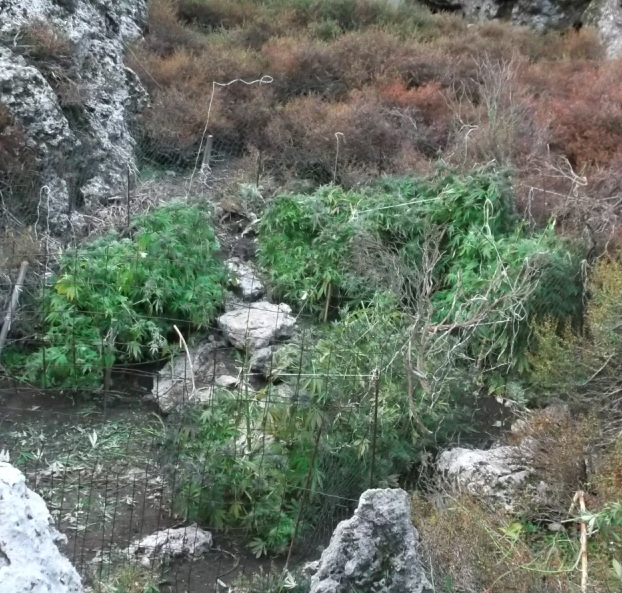 Κρήτη: Έξι κιλά χασίς κρεμασμένα σε … δέντρα – Η ανακοίνωση της ΕΛ.ΑΣ. (εικόνες)