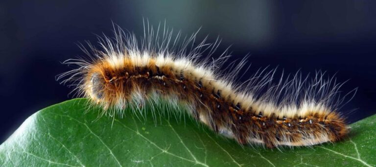 Κρήτη: Έναρξη ψεκασμών της κάμπιας των πεύκων