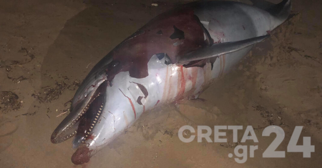 Ηράκλειο: Βρήκαν νεκρό δελφίνι στην παραλία (εικόνες)