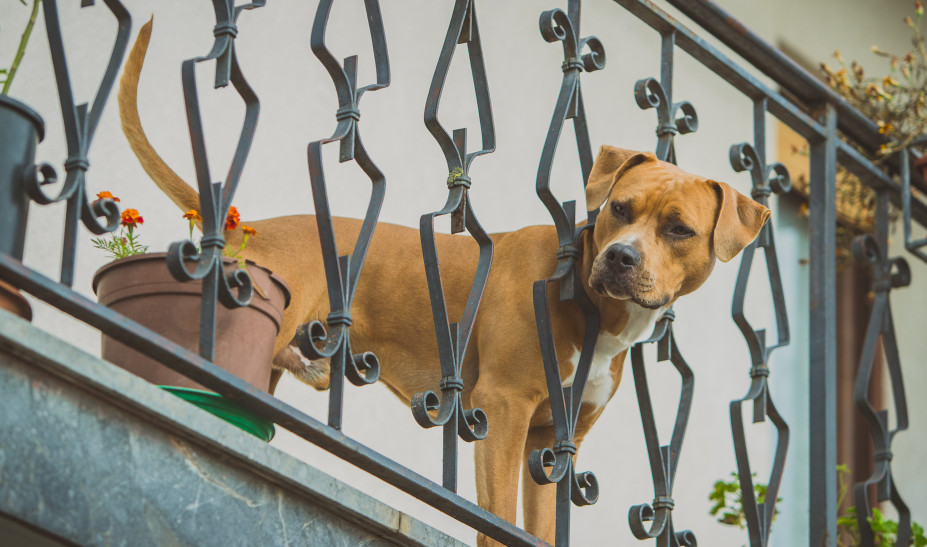 Νέο Ηράκλειο: Σκύλος εξ… ουρανού – Βρήκε σκύλο στην αυλή του μετά τον κυκλώνα!
