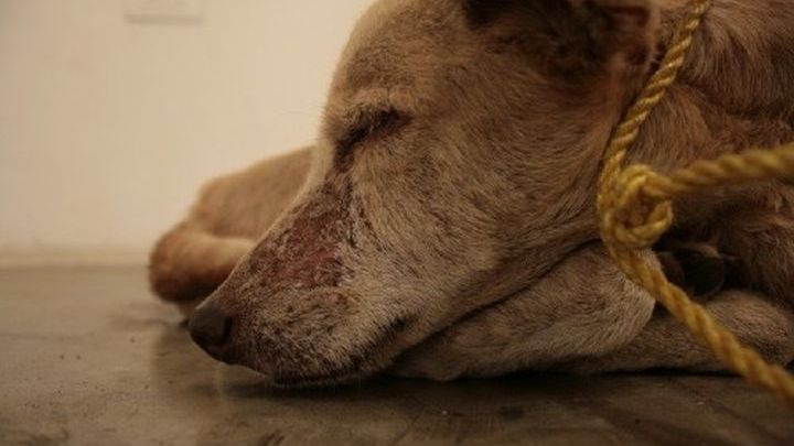 Απίστευτη αγριότητα στην Κρήτη – Κρέμασαν ζωντανό σκύλο