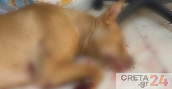 Κρήτη: Δράστης της κτηνωδίας ο ιδιοκτήτης του ζώου – Τα κατάφερε ο σκύλος (εικόνες- βίντεο)