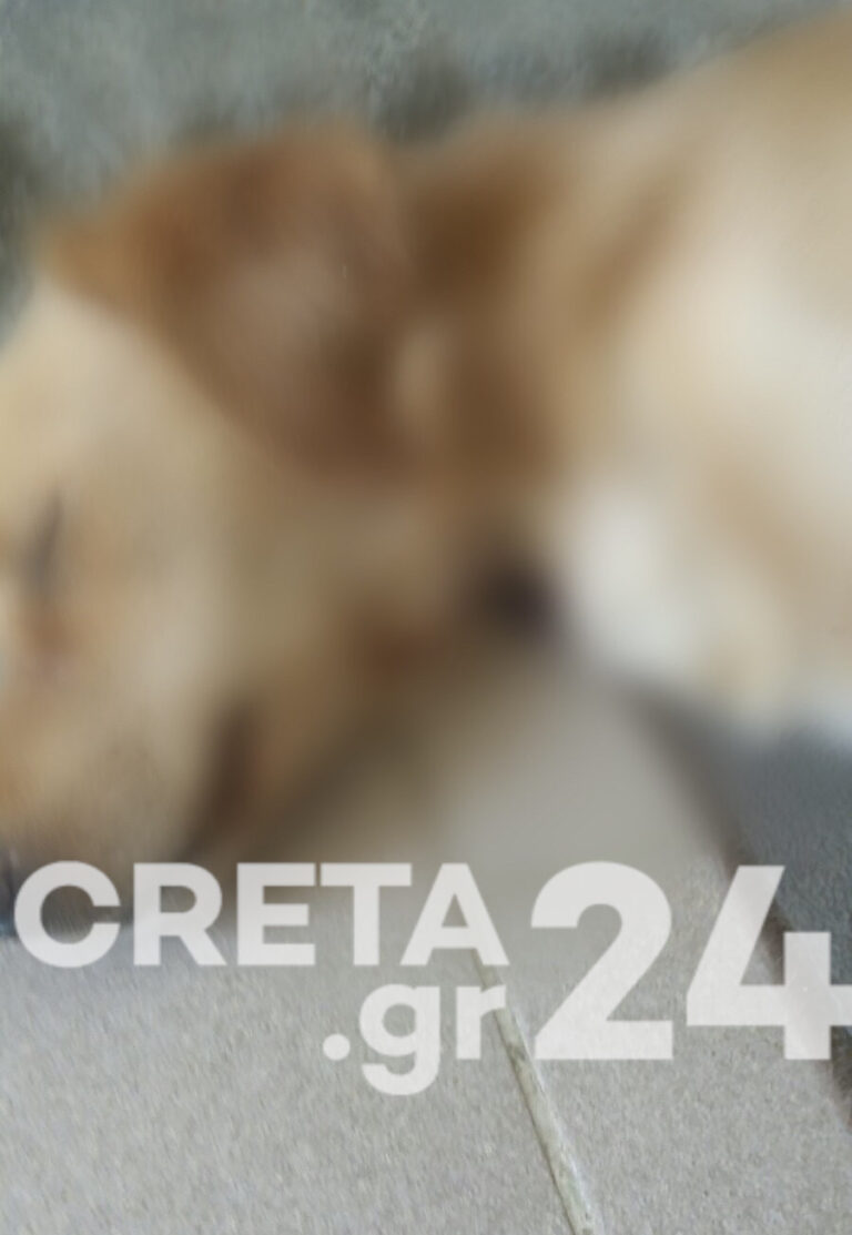 Σοκ! Πυροβόλησαν σκύλο στο Ηράκλειο