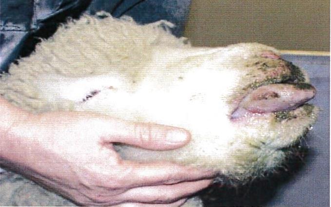 Στη ζώνη ελέγχου για τον καταρροϊκό πυρετό η Δ.Ε. Καστελίου – Οδηγίες προς τους κτηνοτρόφους