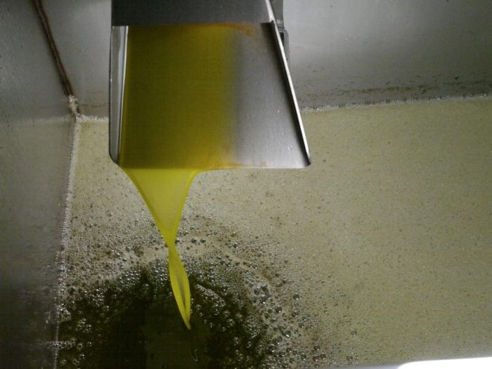 Δήμος της Κρήτης μαζεύει τις ελιές και διαθέτει το λάδι σε οικογένειες που έχουν ανάγκη
