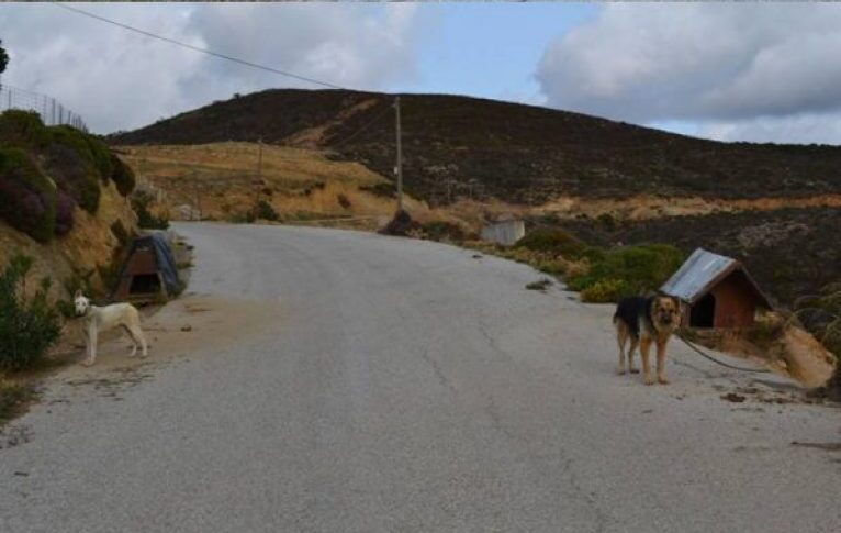 Κρήτη: Έκοψε τα αυτιά των σκύλων του – Τον αναζητεί η ΕΛ.ΑΣ.