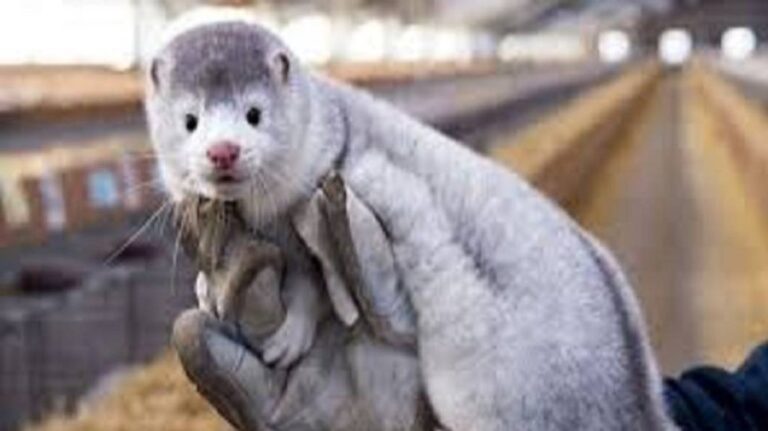 Ξεκίνησε η θανάτωση 2.500 μινκ που βρέθηκαν θετικά στον κορωνοϊό