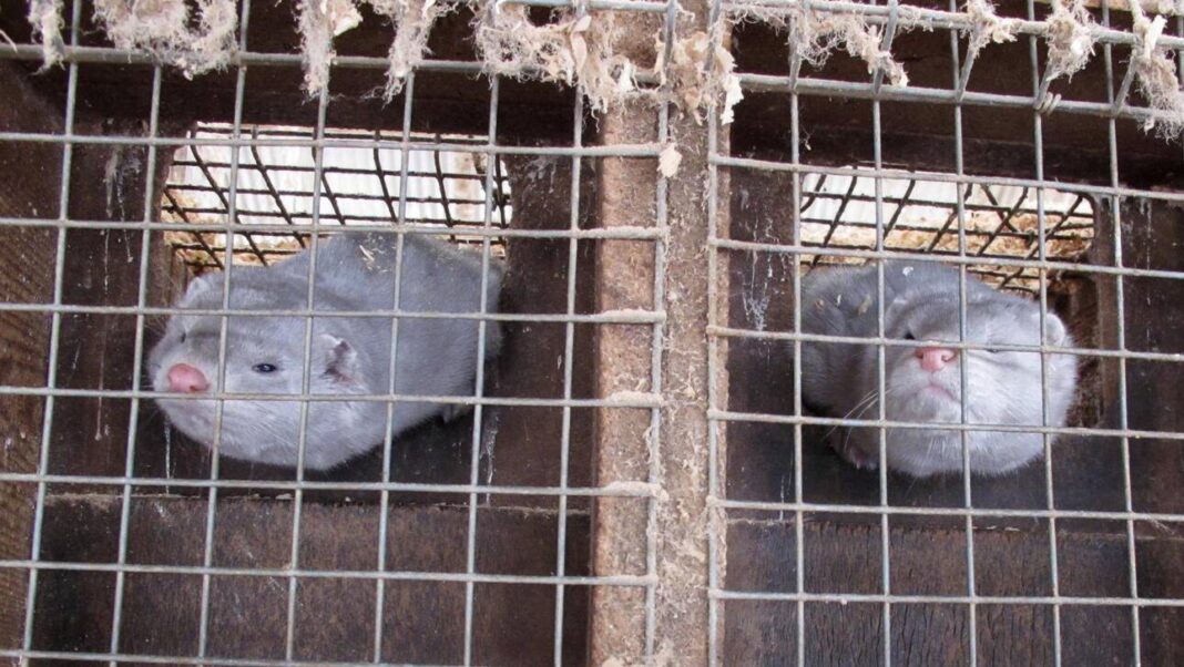 Εντοπίστηκε κορωνοϊός σε εκτροφείο βιζόν στη Γαλλία – Προς θανάτωση 1000 ζώα