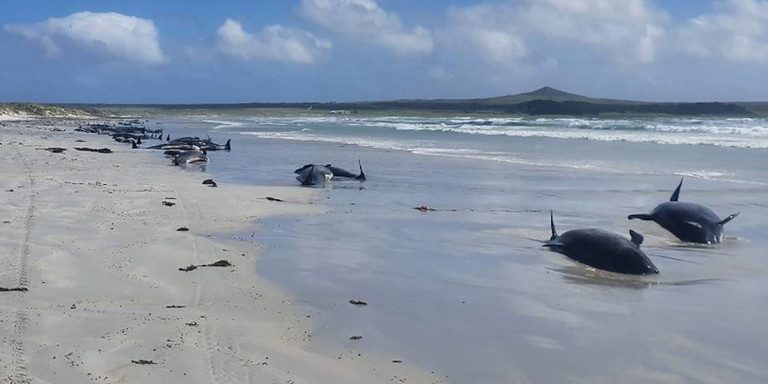 Νέα Ζηλανδία: 100 φάλαινες και δελφίνια εξόκειλαν και πέθαναν στην άμμο (εικόνα)